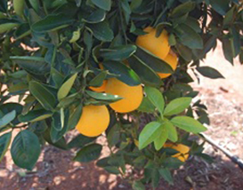 Winterveldt Citrus Project