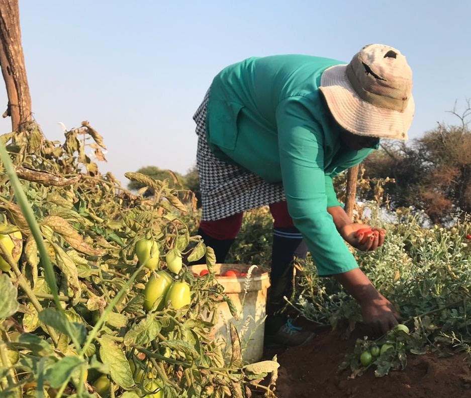 Tshilimangana Agricultural Cooperative