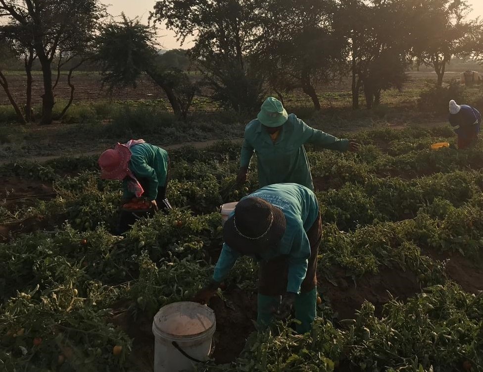 Tshilimangana Agricultural Cooperative